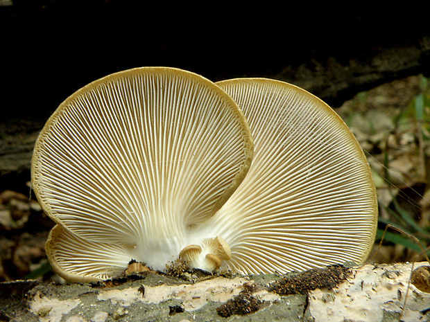 hliva ustricovitá Pleurotus ostreatus (Jacq.) P. Kumm.