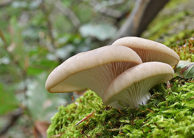 hliva buková Pleurotus pulmonarius (Fr.) Quél.