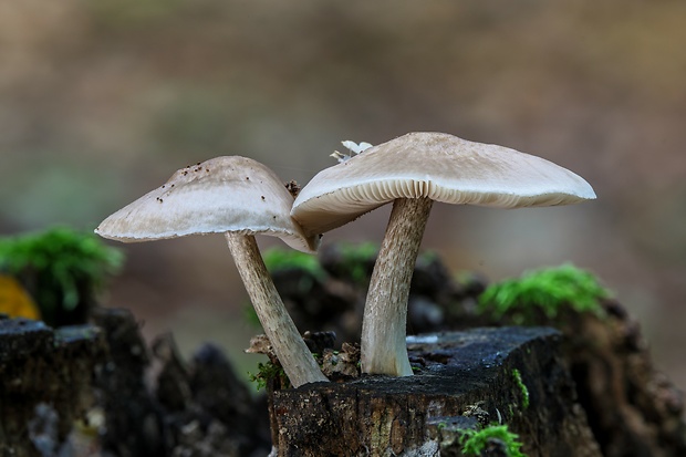 štítovka jelenia Pluteus cervinus (Schaeff.) P. Kumm.