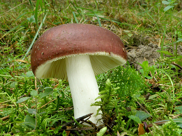 plávka obyčajná Russula integra (L.) Fr.