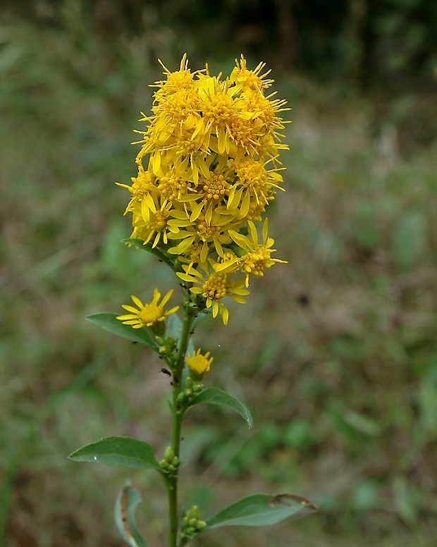 zlatobyľ obyčajná Solidago virgaurea L.