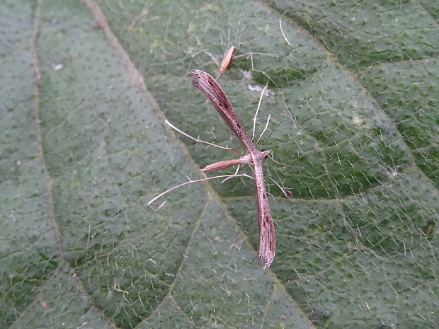 pierkavec bodkovaný Stenoptilia bipunctidactyla