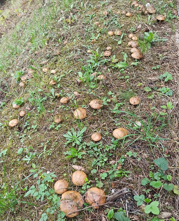 masliak zrnitý Suillus granulatus (L.) Roussel