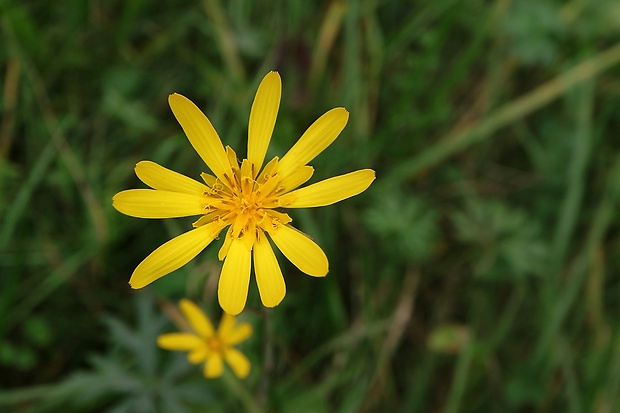 kozobrada lúčna Tragopogon pratensis L.