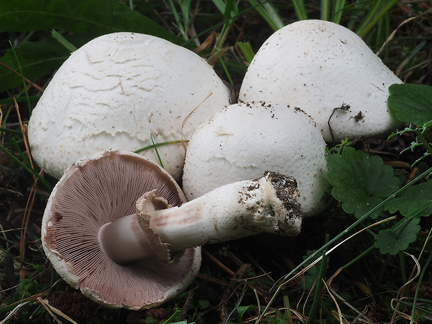 pečiarka hájová Agaricus sylvicola (Vittad.) Peck