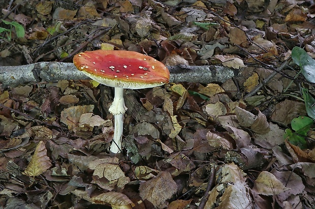 muchotrávka červená Amanita muscaria (L.) Lam.