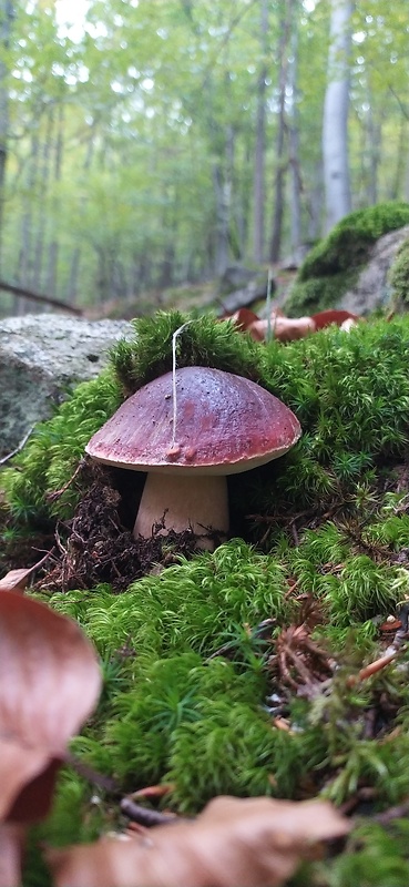 hríb sosnový Boletus Pinophillus