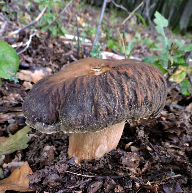 hríb bronzový Boletus aereus Bull. ex Fr.