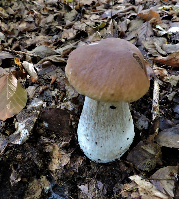 hríb smrekový Boletus edulis Bull.