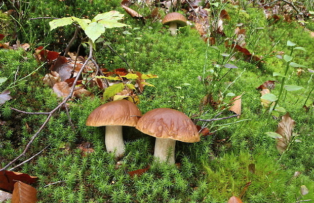 hríb smrekový Boletus edulis Bull.