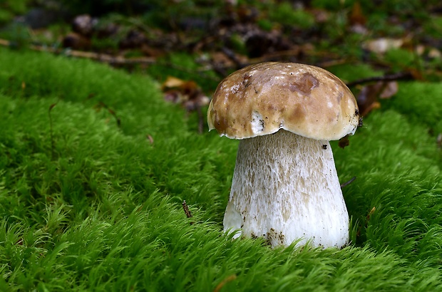 hríb smrekový Boletus edulis Bull.