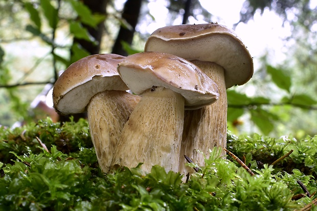 hríb smrekový Boletus edulis Bull.