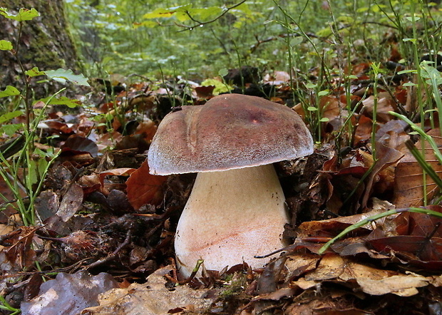 hríb sosnový Boletus pinophilus Pil. et Dermek in Pil.