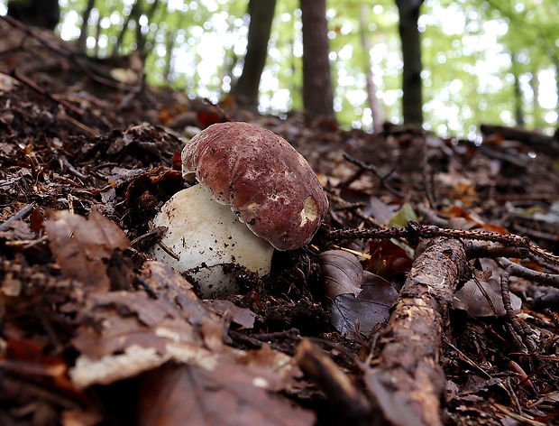 hríb sosnový Boletus pinophilus Pil. et Dermek in Pil.