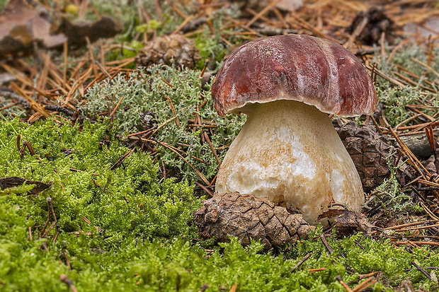 hríb sosnový Boletus pinophilus Pil. et Dermek in Pil.