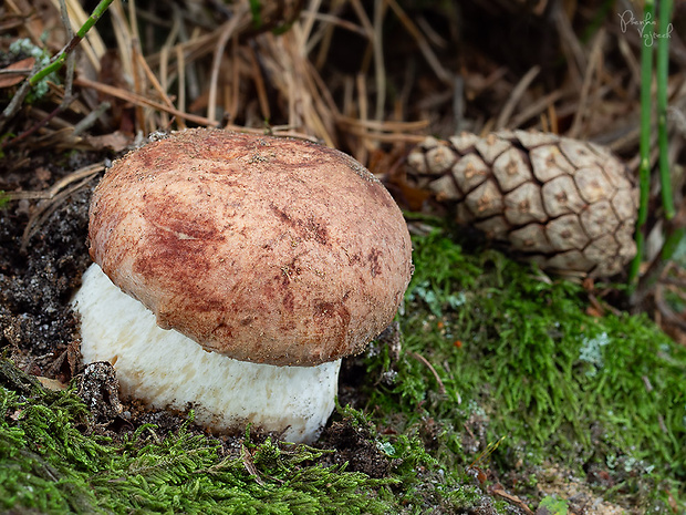 hríb sosnový Boletus pinophilus Pil. et Dermek in Pil.