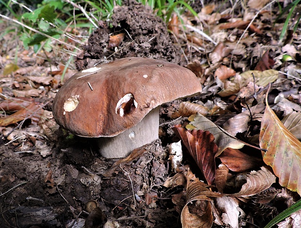 hríb dubový Boletus reticulatus Schaeff.