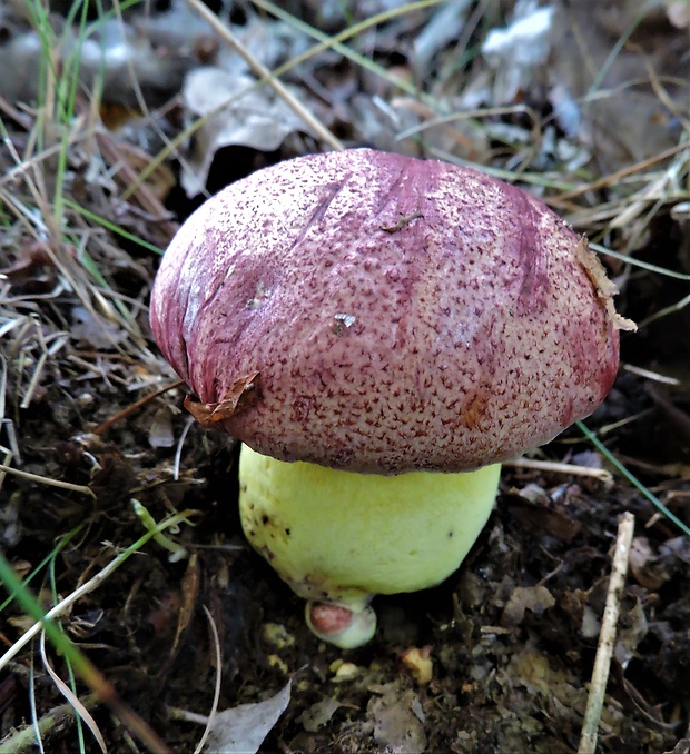 hríb kráľovský Butyriboletus regius (Krombh.) D. Arora & J.L. Frank