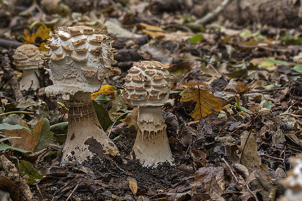 bedľa červenejúca záhradná Chlorophyllum brunneum (Farl. & Burt) Vellinga