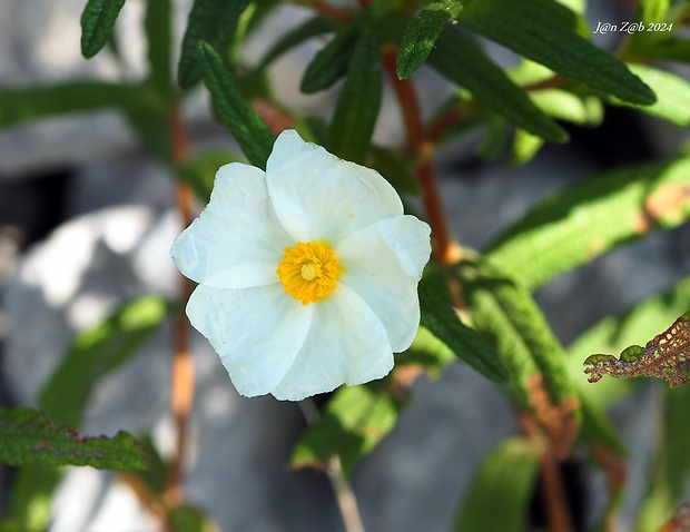 cistus montpellierský Cistus monspeliensis L.