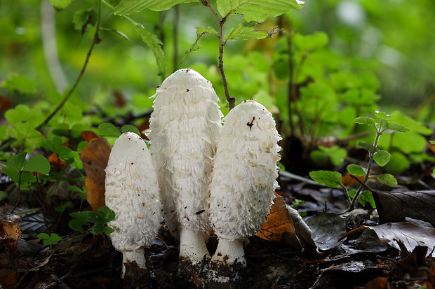 hnojník obyčajný Coprinus comatus (O.F. Müll.) Pers.