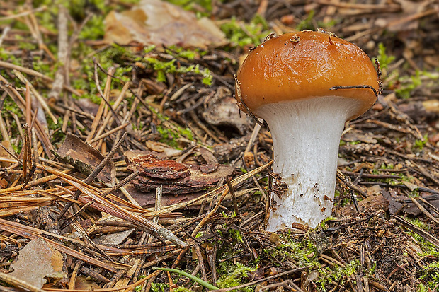 pavučinovec žemľový Cortinarius varius (Schaeff.) Fr.