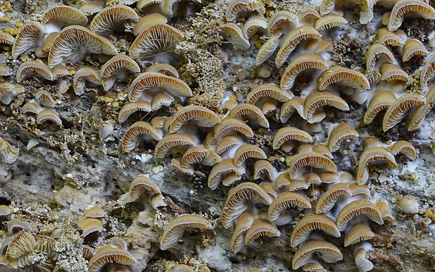 pahliva Crepidotus malachioides Consiglio, Prydiuk & Setti