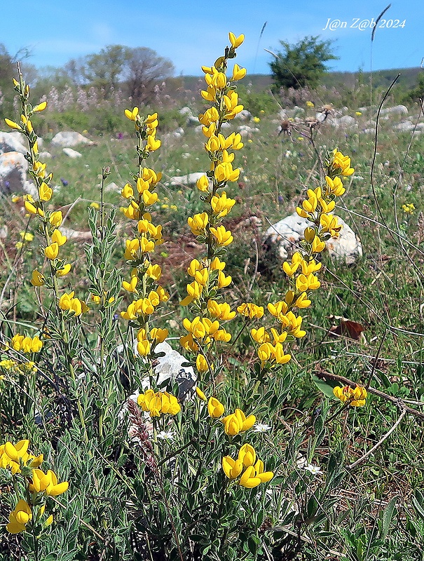 kručinkovec rozložený Cytisus decumbens (Durande) Spach