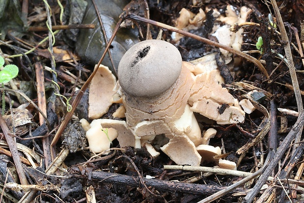 hviezdovka klenbová Geastrum fornicatum (Huds.) Hook.