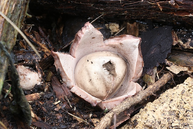 hviezdovka červenkastá Geastrum rufescens Pers.