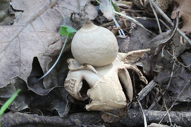 hviezdovka trojitá Geastrum triplex Jungh.