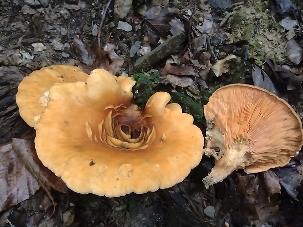 líška oranžová Hygrophoropsis aurantiaca (Wulfen) Maire