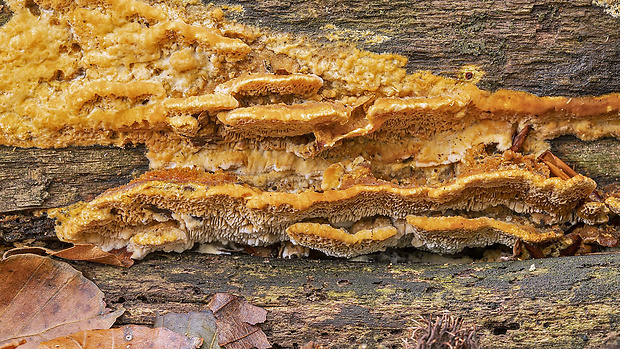 ryšavec bukový Inonotus nodulosus (Fr.) P. Karst.