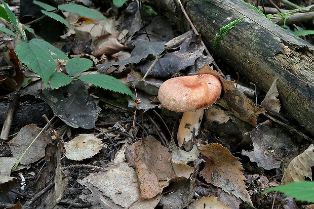 rýdzik kravský Lactarius torminosus (Schaeff.) Gray