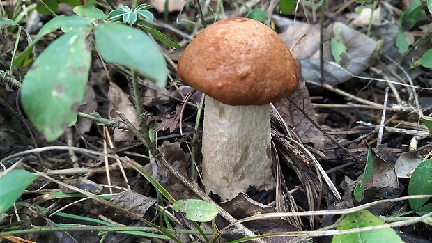 kozák osikový Leccinum albostipitatum den Bakker & Noordel.