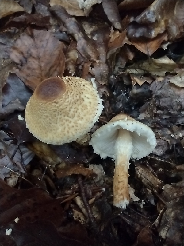 bedlička vlnatá Lepiota clypeolaria (Bull.) P. Kumm.