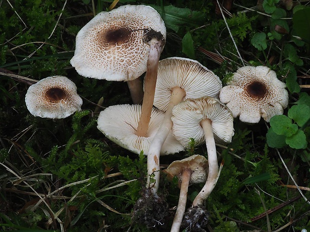 bedlička páchnúca Lepiota cristata Barla