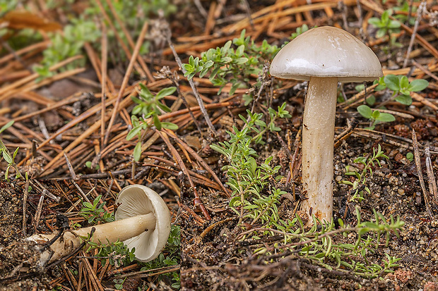 slizovnica obyčajná Limacella illinita (Fr.) Maire