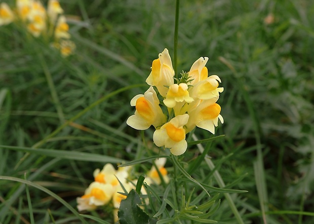 pyštek obyčajný Linaria vulgaris Mill.