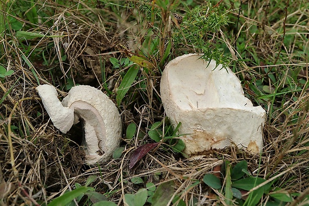 rozpadavec dlabaný Lycoperdon utriforme Bull.