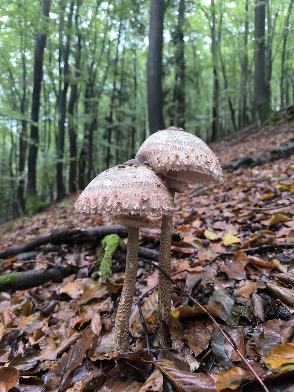 bedľa vysoká Macrolepiota procera (Scop.) Singer