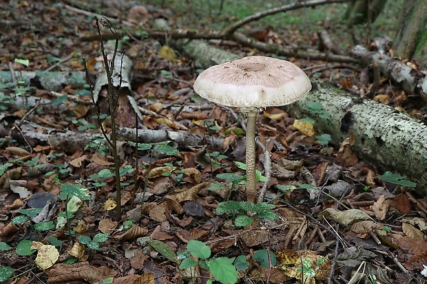 bedľa vysoká Macrolepiota procera (Scop.) Singer