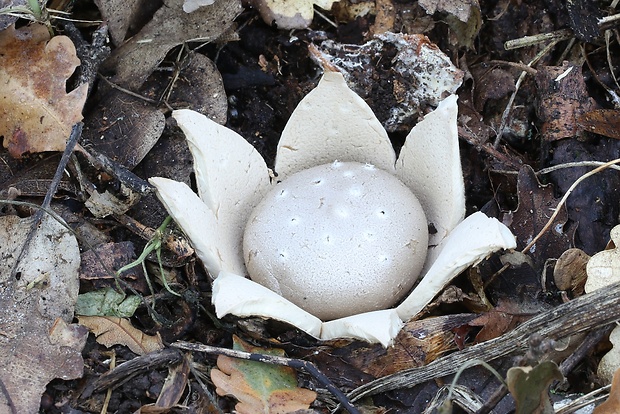 mnohokrčka dierkovaná Myriostoma coliforme (Dicks.) Corda