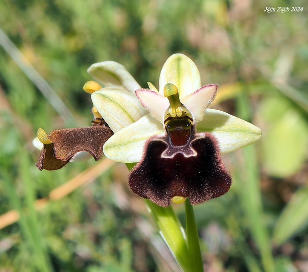 hmyzovník Ophrys argolica subsp. biscutella (O. Danesch &amp; E. Danesch) Kreutz