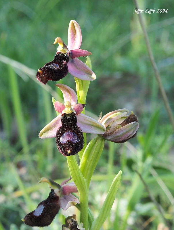 hmyzovník Ophrys bertolonii subsp. bertoloniiformis (O.Danesch & E.Danesch) H.Sund.