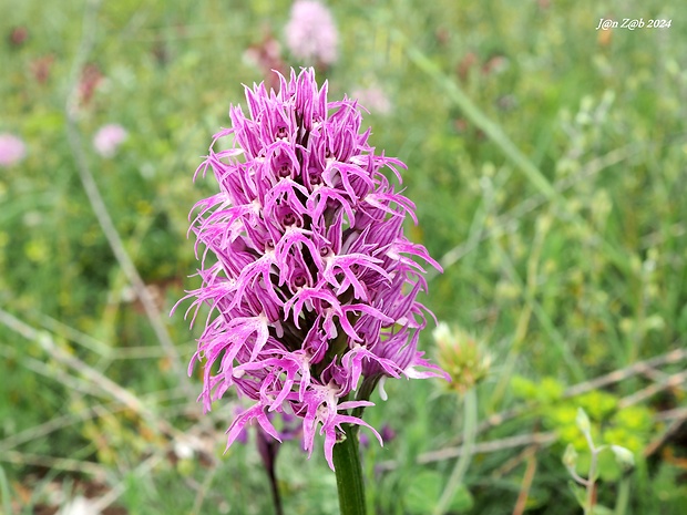 vstavač Orchis italica Poir.