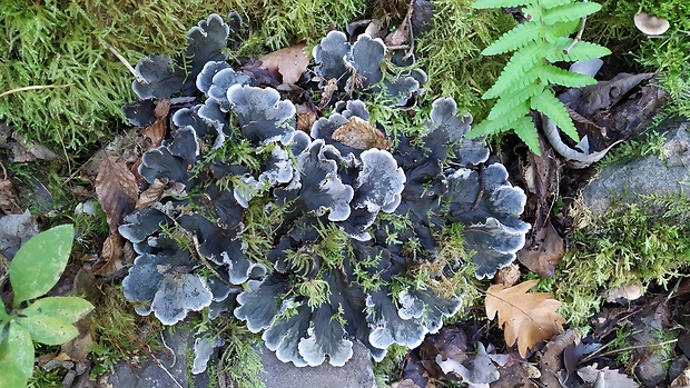 štítnatec psí Peltigera canina (L.) Willd.