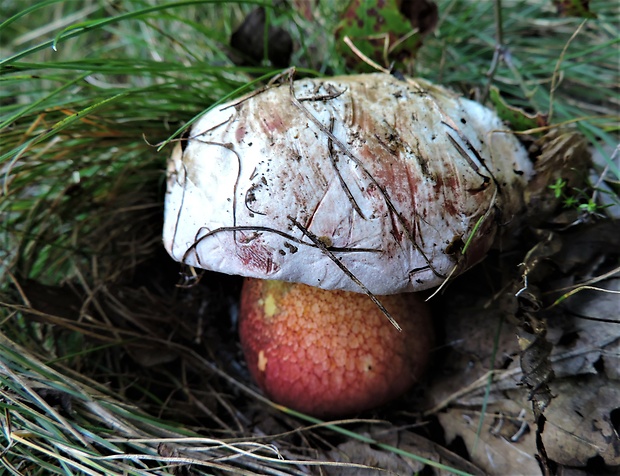 hríb Le Galovej Rubroboletus legaliae (Pilát & Dermek) Della Maggiora & Trassin.