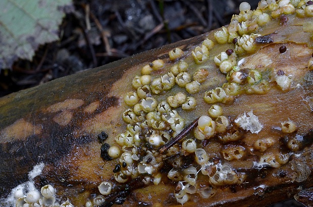 hrachovec hviezdovitý Sphaerobolus stellatus Tode