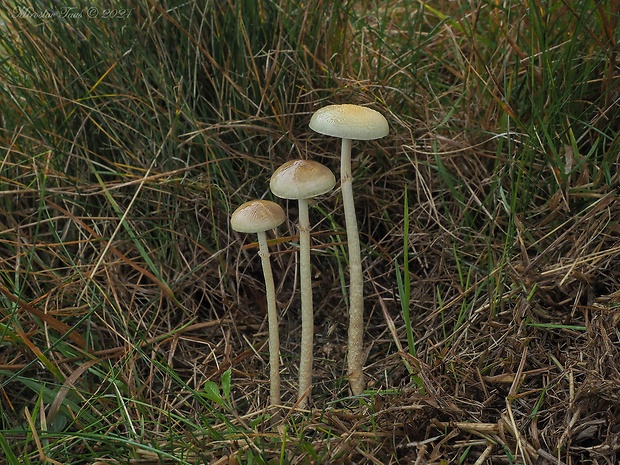 golierovka pologuľovitá Stropharia semiglobata (Batsch) Quél.